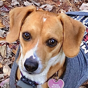 Fundraising Page: Michelle Askew